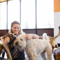 Reico Partner als Hunde-Tagesbetreuung oder Gassi-Service Reico Partner als Hunde-Tagesbetreuung oder Gassi-Service