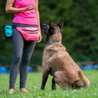 Reico Partner als Hundetrainer oder Hundeschule Reico Partner als Hundetrainer oder Hundeschule